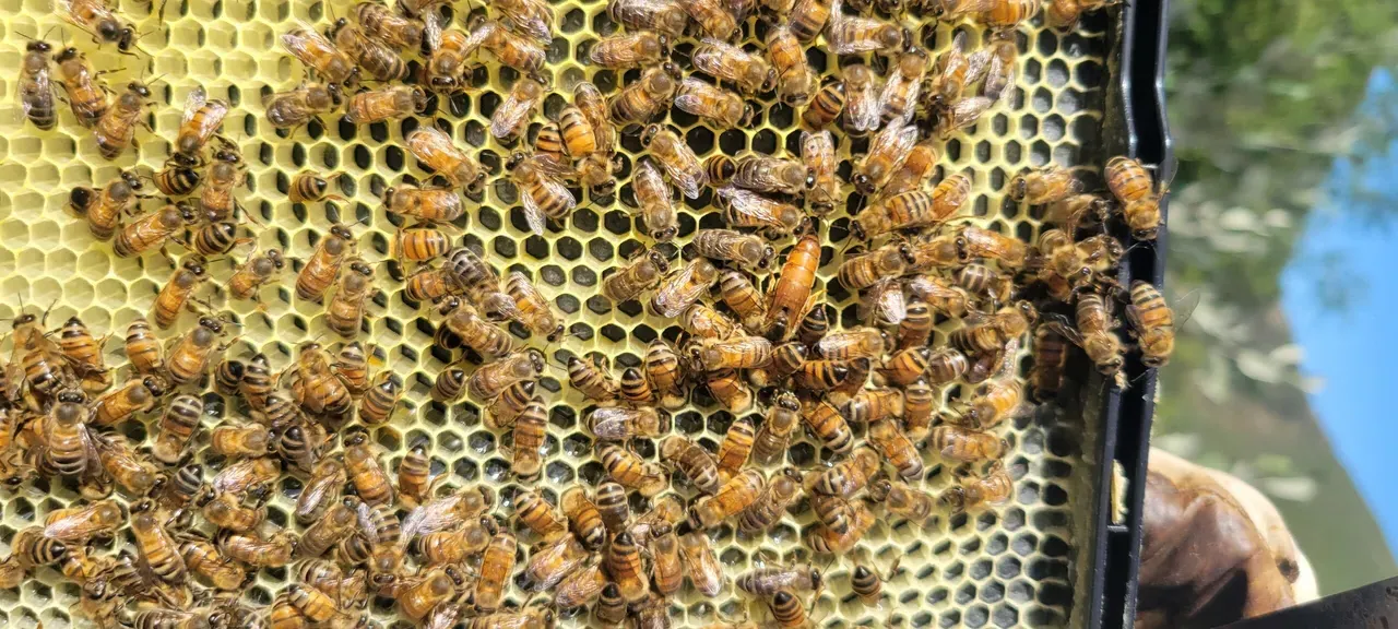 Honey bees on the comb during a hive inspection