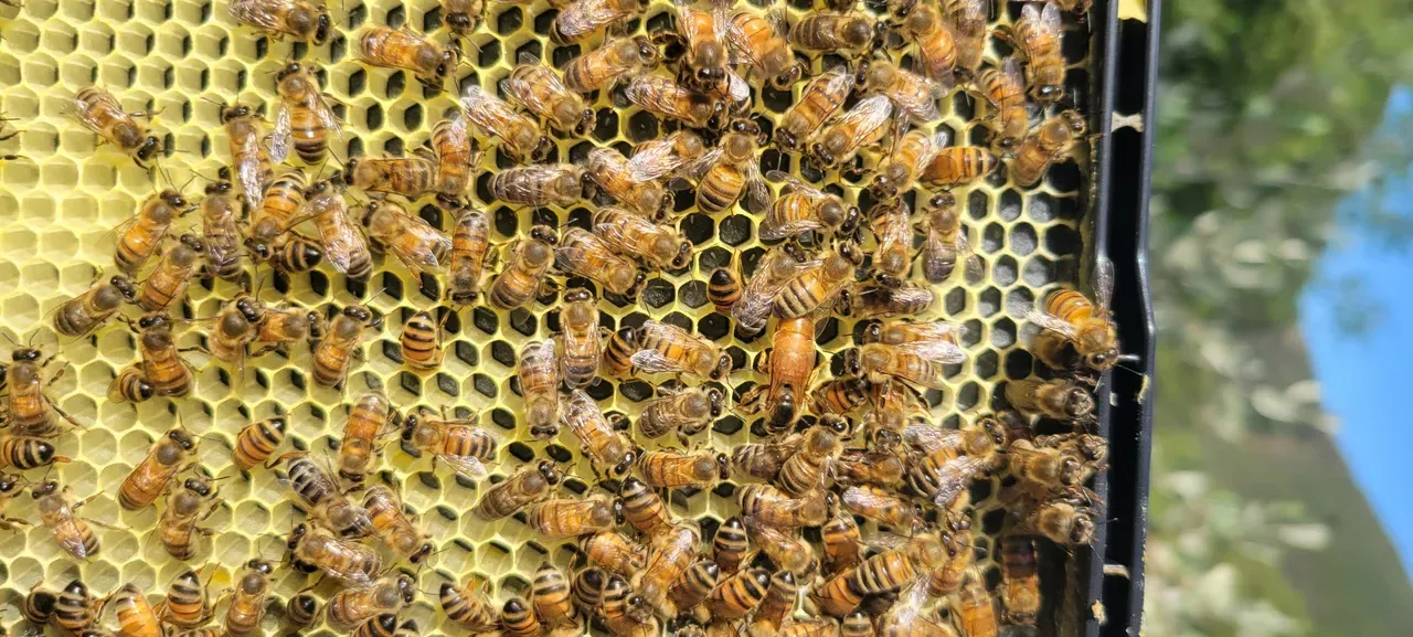 Honey bees on the comb during a hive inspection