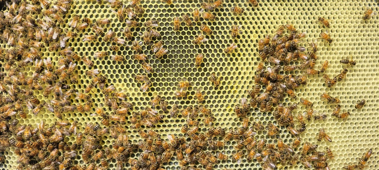 Honey bees on the comb during a hive inspection