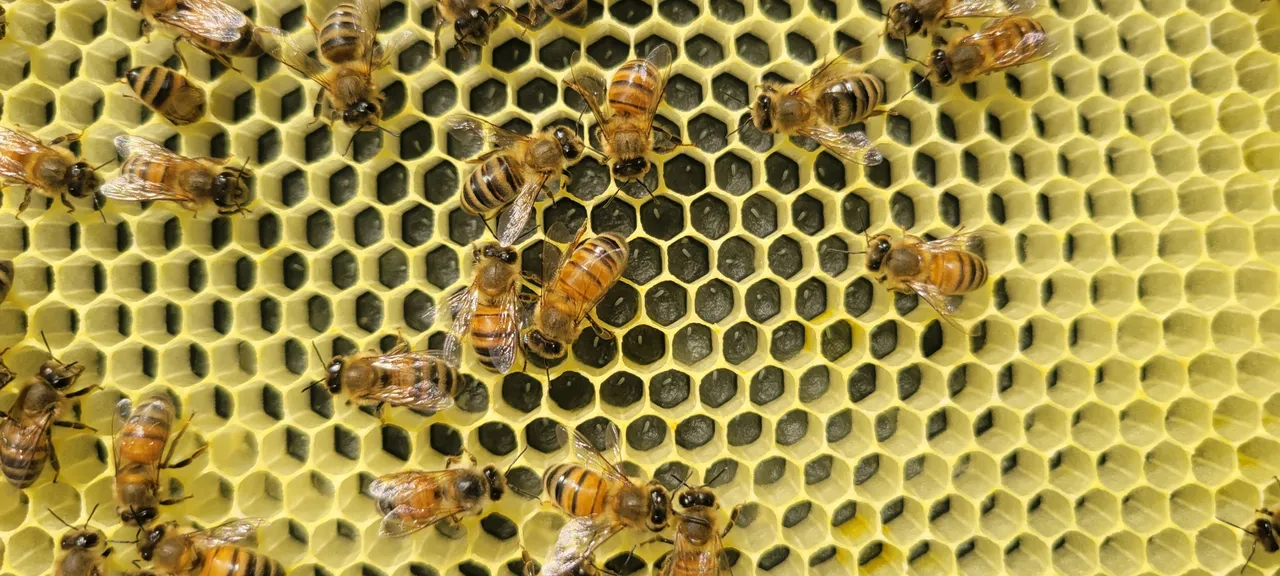Honey bees on the comb during a hive inspection