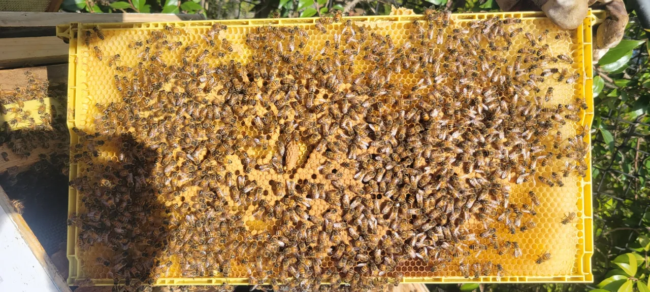 Honey bees on the comb during a hive inspection