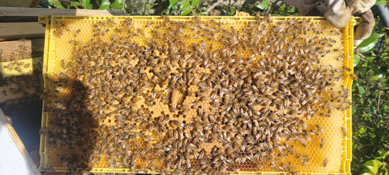 Honey bees on the comb during a hive inspection