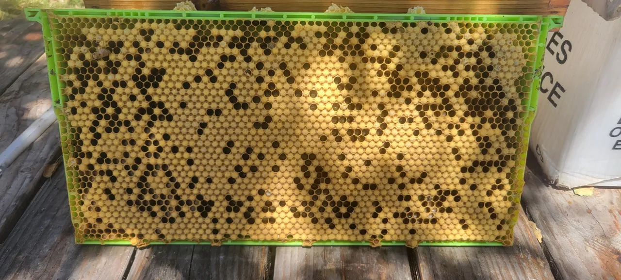 Honey bees on the comb during a hive inspection