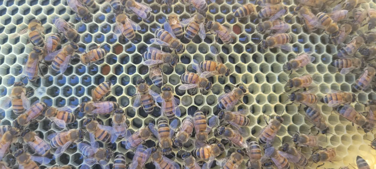 Honey bees on the comb during a hive inspection