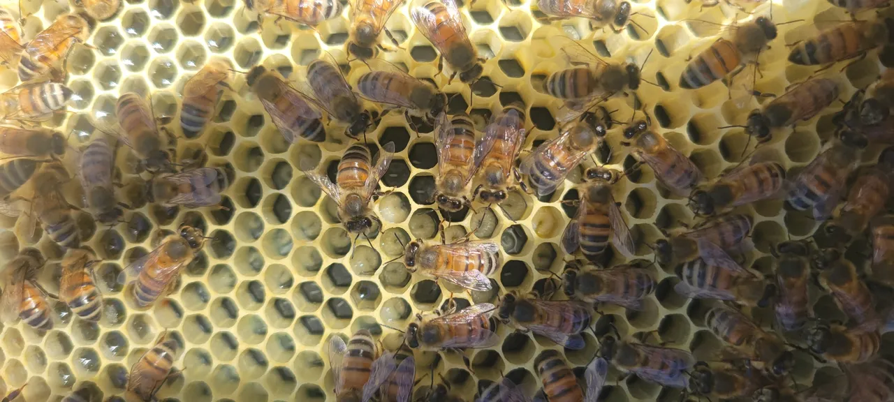 Honey bees on the comb during a hive inspection