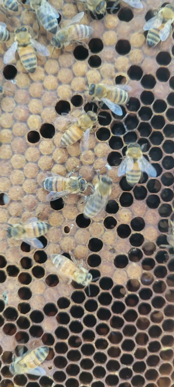 Close view of capped brood with several individual cells opened and cleaned out among healthy cappings.