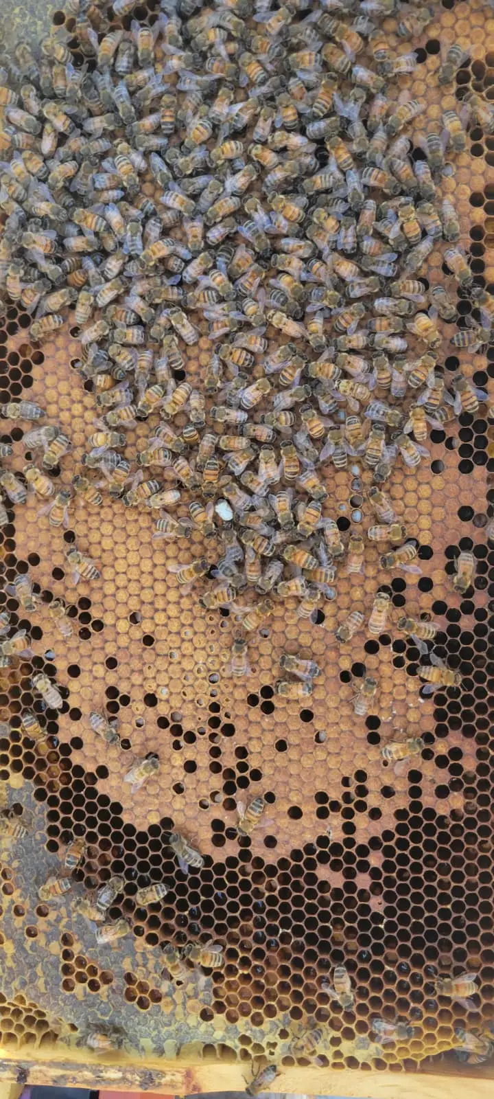 A frame of capped brood with individual cells opened and emptied throughout an otherwise solid capping pattern.